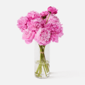 The Peony